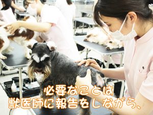 夏休みもモデル犬の健康チェック！